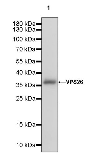 VPS26 Rabbit Polyclonal Antibody