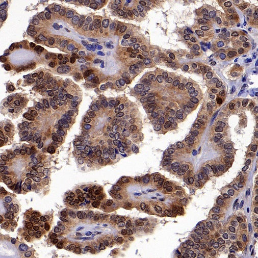 b-FGF/FGF2 Recombinant Rabbit mAb (S-1161-136)