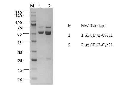 CDK2/CycE1 Protein