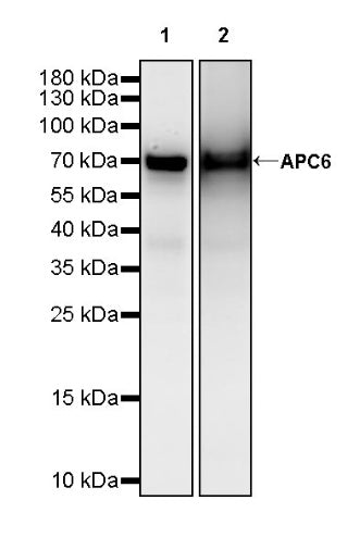 APC6 Recombinant Rabbit mAb (S-2550-48)