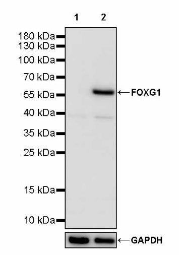 FOXG1 Recombinant Rabbit mAb (S-1319-230)