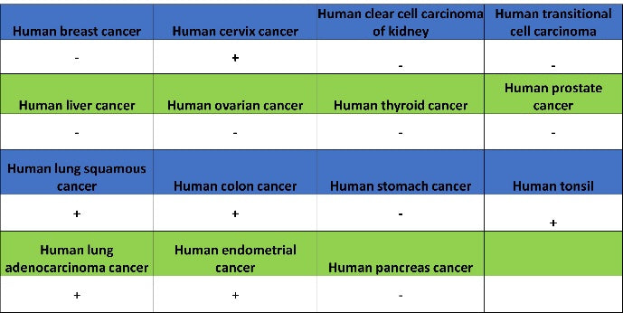 CD48 Recombinant Rabbit mAb (S-1515-9)