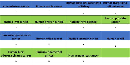 CD48 Recombinant Rabbit mAb (S-1515-9)