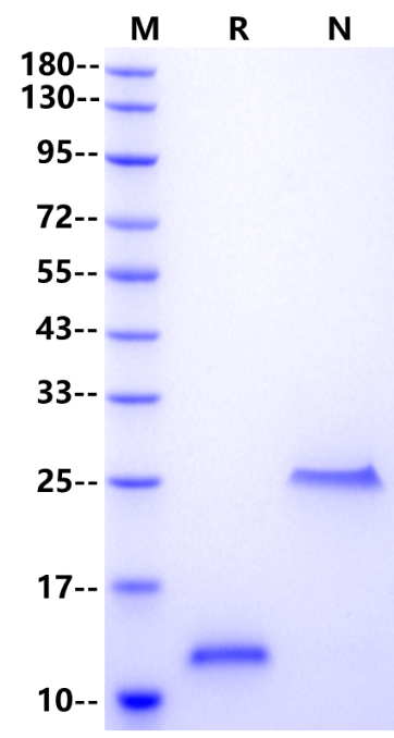 GDF-15/MIC-1 Protein, Mouse