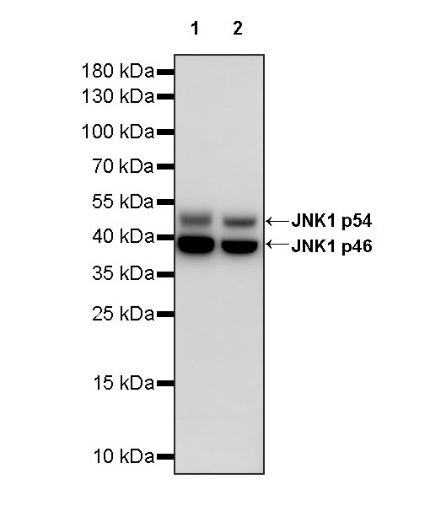 JNK1 Recombinant Rabbit mAb (S-1153-21)