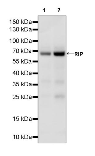 RIP Recombinant Rabbit mAb (S-1085-174)
