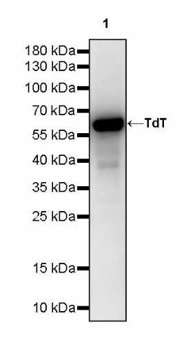 TdT Recombinant Mouse mAb (SDT-4203)
