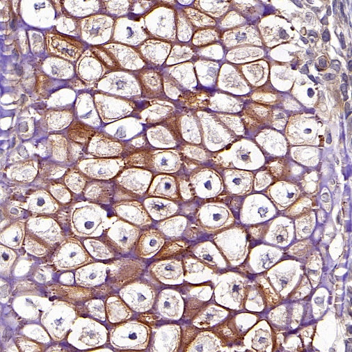 Collagen ll Recombinant Rabbit mAb (S-3360)