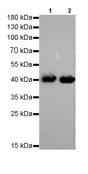 pan (alpha) actin Recombinant Rabbit mAb (SDT-044-17)