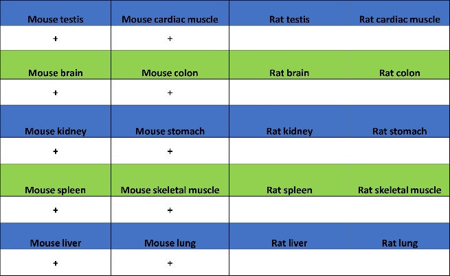 Mitofusin 2 Recombinant Rabbit mAb (S-1783-49)