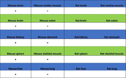 Mitofusin 2 Recombinant Rabbit mAb (S-1783-49)
