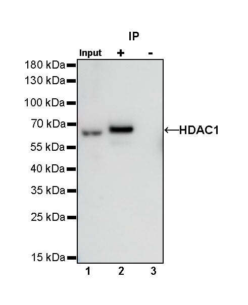 HDAC1 Recombinant Rabbit mAb (SDT-310-72)