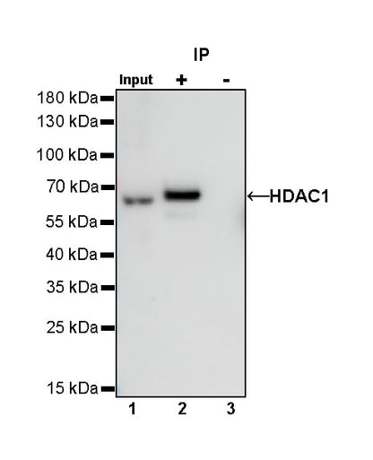 HDAC1 Recombinant Rabbit mAb (SDT-310-72)