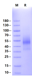 CD19 His Tag Protein, Cynomolgus/Rhesus macaque