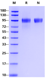 EGFR His Tag Protein, Mouse