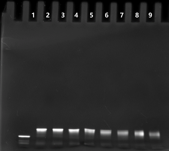 T4 DNA Polymerase
