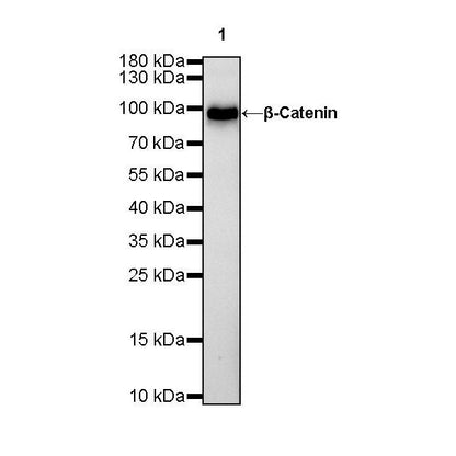 Product image media