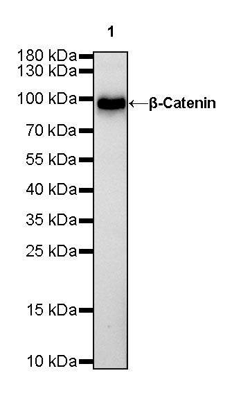 β-Catenin Recombinant Rabbit mAb,PBS Only (SDT-336-23)