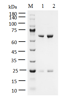 FGFR3[K650M] Protein