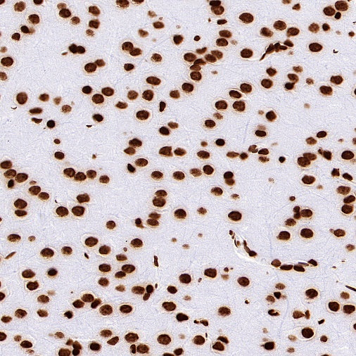 Histone H4 Recombinant Rabbit mAb (S-499-253)