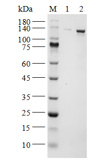 PARP1, His Tag Protein