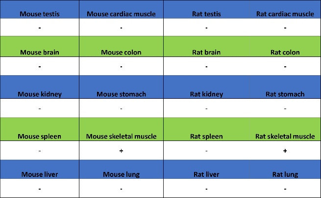 CACNA1S Recombinant Rabbit mAb (S-2448-78)