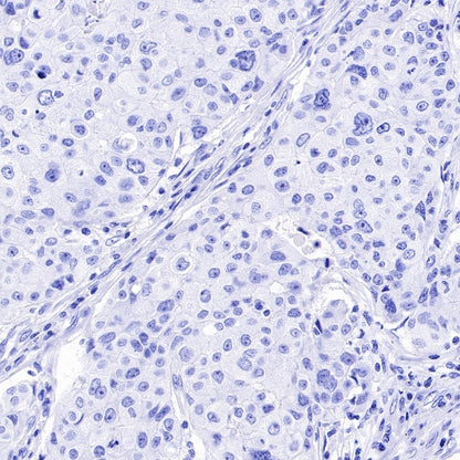 NeuN Recombinant Rabbit mAb (S-392-1)