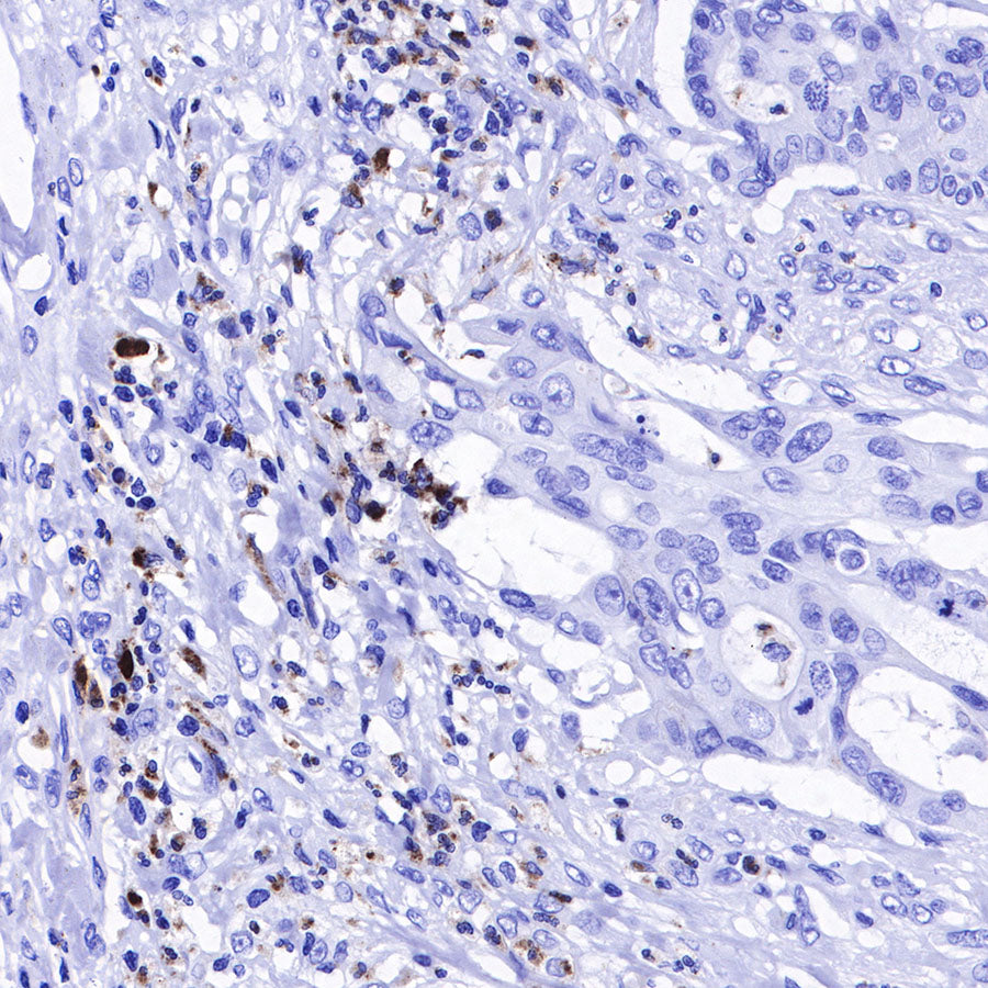 Lysozyme Recombinant Rabbit mAb (SDT-R176)