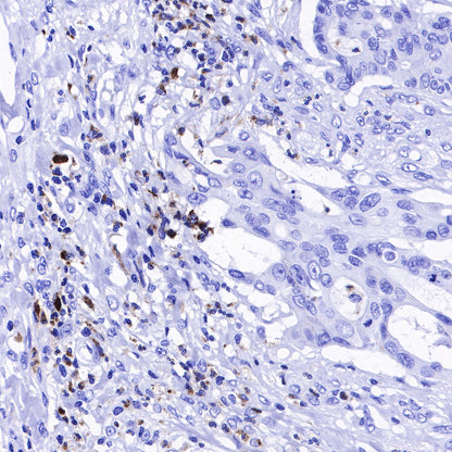 Lysozyme Recombinant Rabbit mAb (SDT-R176)