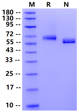 Biotinylated EphA2 His&Avi Tag Protein, Human