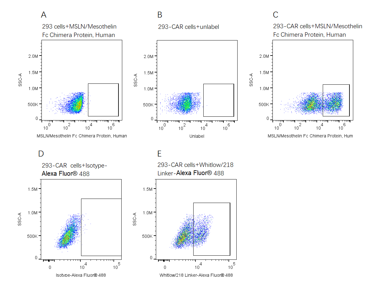 MSLN/Mesothelin Fc Chimera Protein, Human