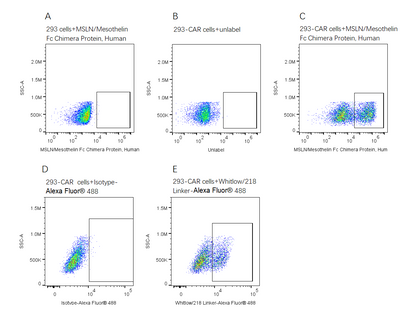 MSLN/Mesothelin Fc Chimera Protein, Human