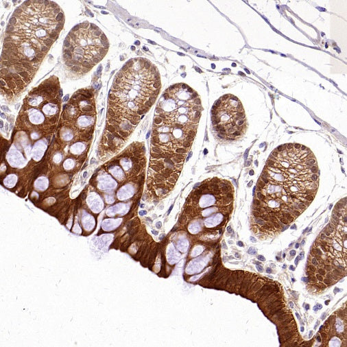 Hint1 Recombinant Rabbit mAb (S-2693-67)