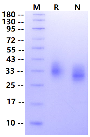 Biotinylated EMMPRIN/CD147 Avi&His Tag Protein, Human