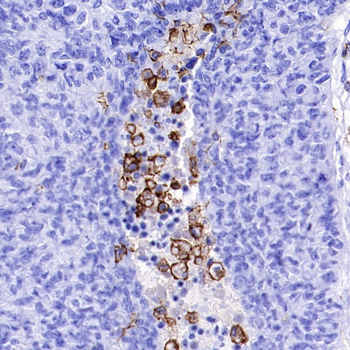 LAIR1 Recombinant Rabbit mAb (S-285-2)
