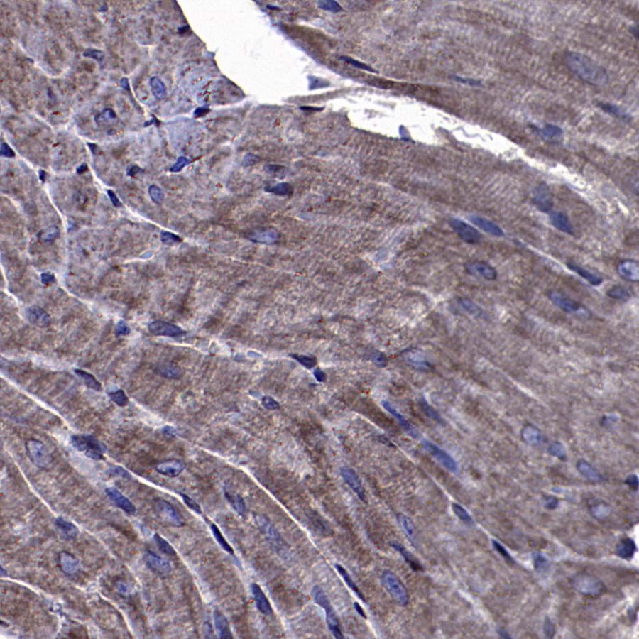 AKT1S1/PRAS40 Recombinant Rabbit mAb (S-4240-49)