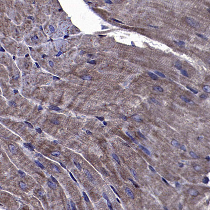 AKT1S1/PRAS40 Recombinant Rabbit mAb (S-4240-49)