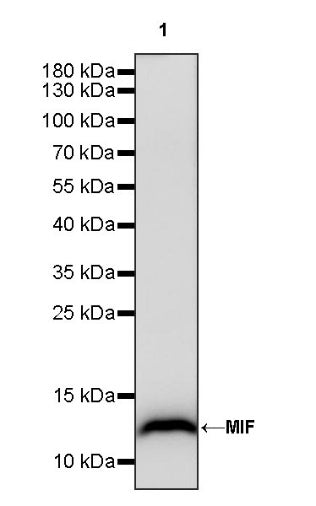 MIF Recombinant Rabbit mAb (S-1007-34)
