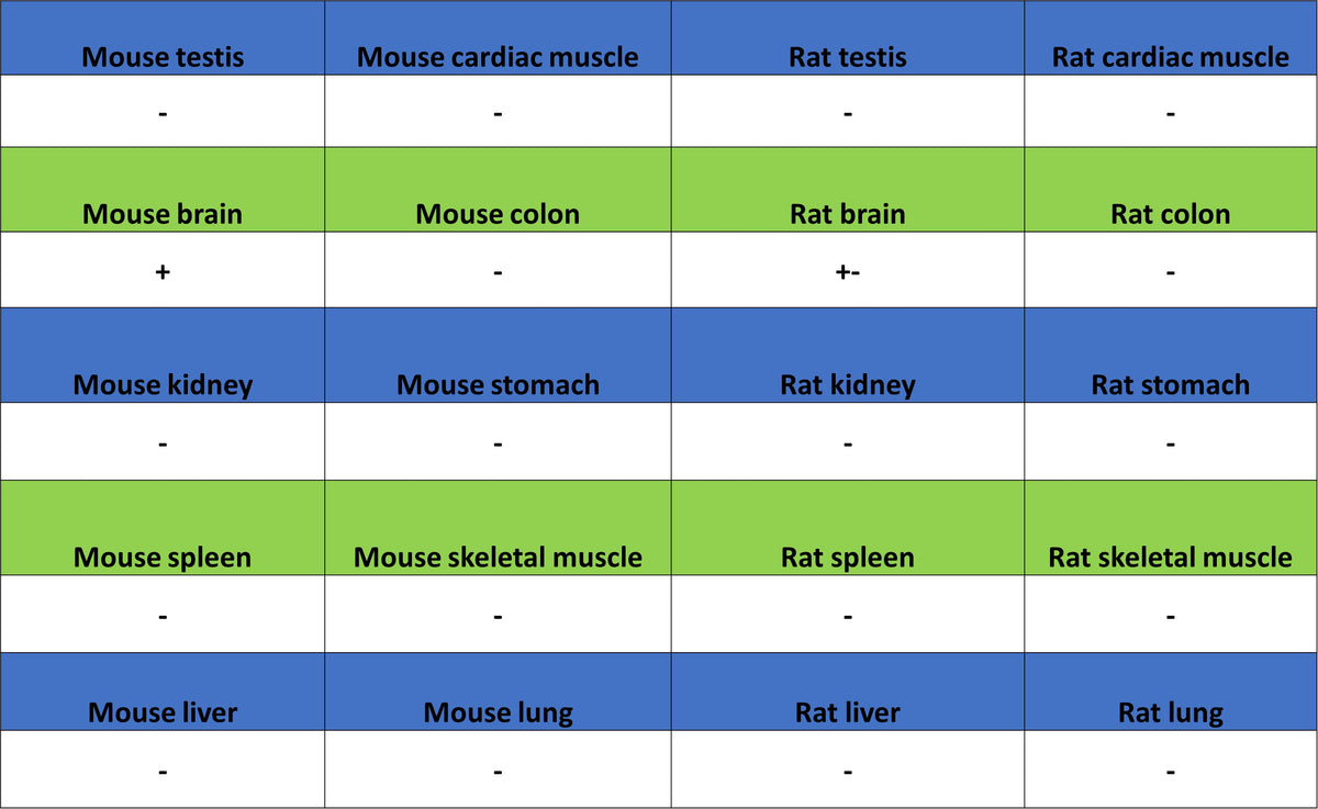 ROR beta/RORB Recombinant Rabbit mAb (S-5483)