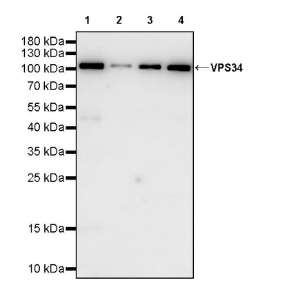 VPS34 Recombinant Rabbit mAb