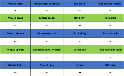 KL Recombinant Rabbit mAb (S-2245-169)