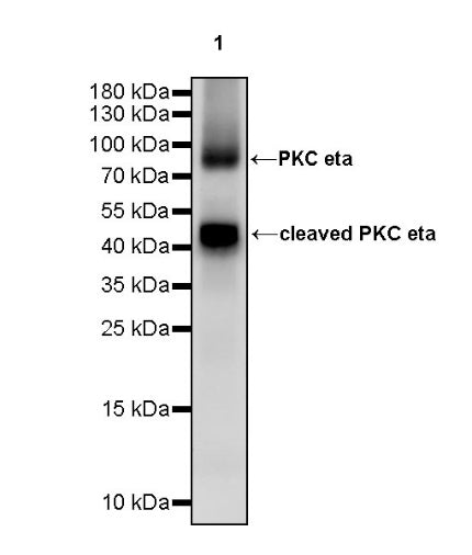 PKC eta Recombinant Rabbit mAb (S-1053-35)