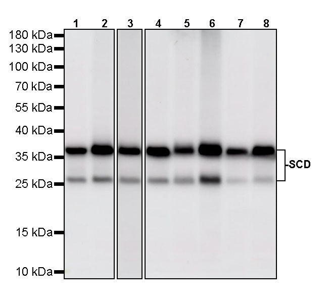 SCD Recombinant Rabbit mAb (S-4467-1)