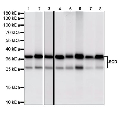 SCD Recombinant Rabbit mAb (S-4467-1)