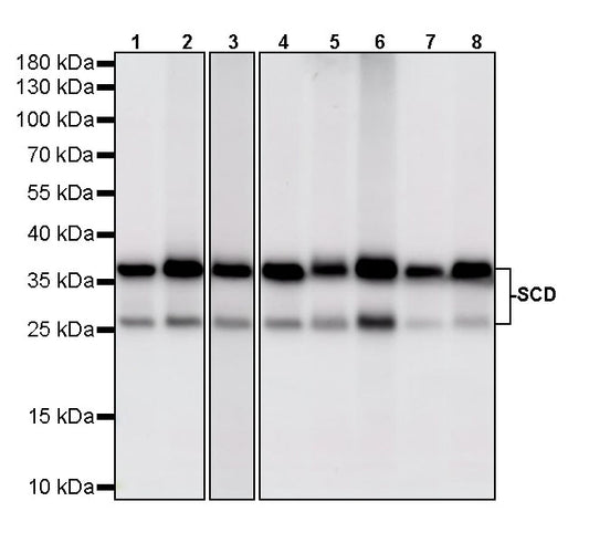 SCD Recombinant Rabbit mAb (S-4467-1)