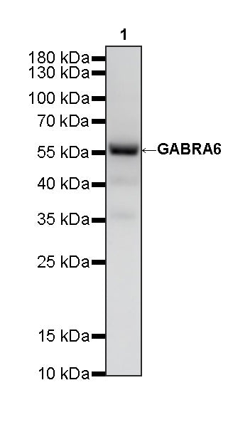 GABRA6 Recombinant Rabbit mAb (S-4855-23)