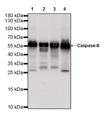 Caspase-8 Recombinant Rabbit mAb (S-R257)