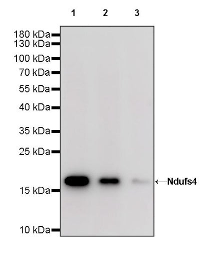 Ndufs4 Recombinant Rabbit mAb (S-1459-14)
