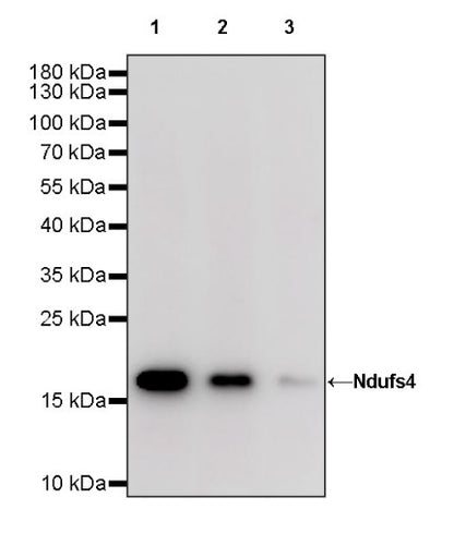 Ndufs4 Recombinant Rabbit mAb (S-1459-14)