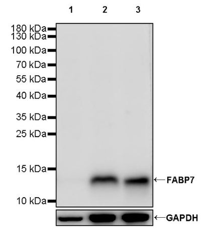 FABP7 Recombinant Rabbit mAb (S-762-114)